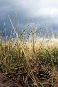 Preview wallpaper grass, autumn, earth, macro