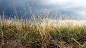 Preview wallpaper grass, autumn, earth, macro