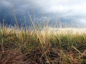 Preview wallpaper grass, autumn, earth, macro