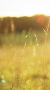 Preview wallpaper grass, autumn, light