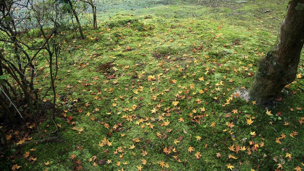 Wallpaper grass, autumn, trees, leaves