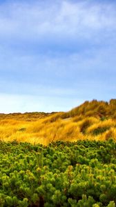 Preview wallpaper grass, autumn, wind, branches, trees