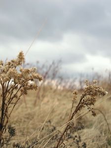 Preview wallpaper grass, autumn, wind, faded, dry, cloudy, clouds