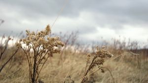 Preview wallpaper grass, autumn, wind, faded, dry, cloudy, clouds