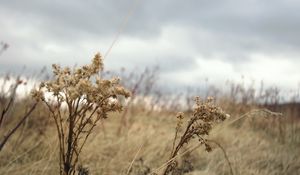 Preview wallpaper grass, autumn, wind, faded, dry, cloudy, clouds