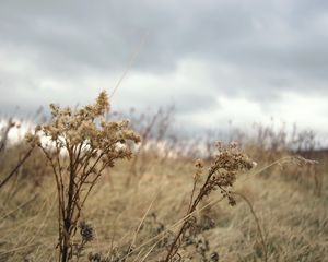 Preview wallpaper grass, autumn, wind, faded, dry, cloudy, clouds