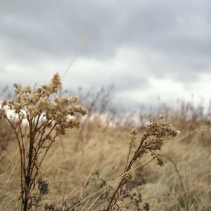 Preview wallpaper grass, autumn, wind, faded, dry, cloudy, clouds