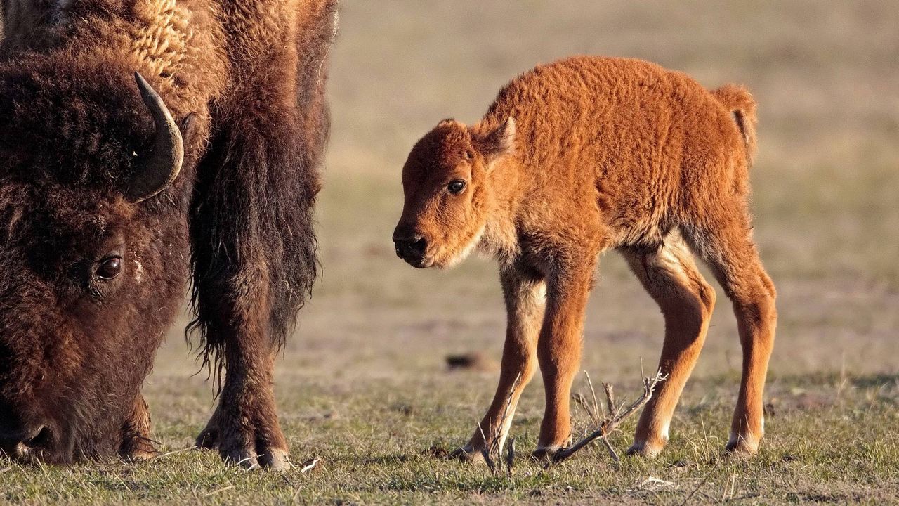Wallpaper grass, baby, horn, calf, buffalo