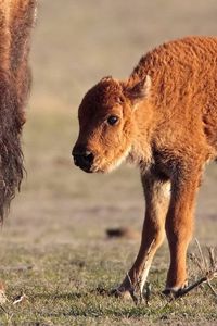 Preview wallpaper grass, baby, horn, calf, buffalo
