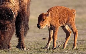 Preview wallpaper grass, baby, horn, calf, buffalo