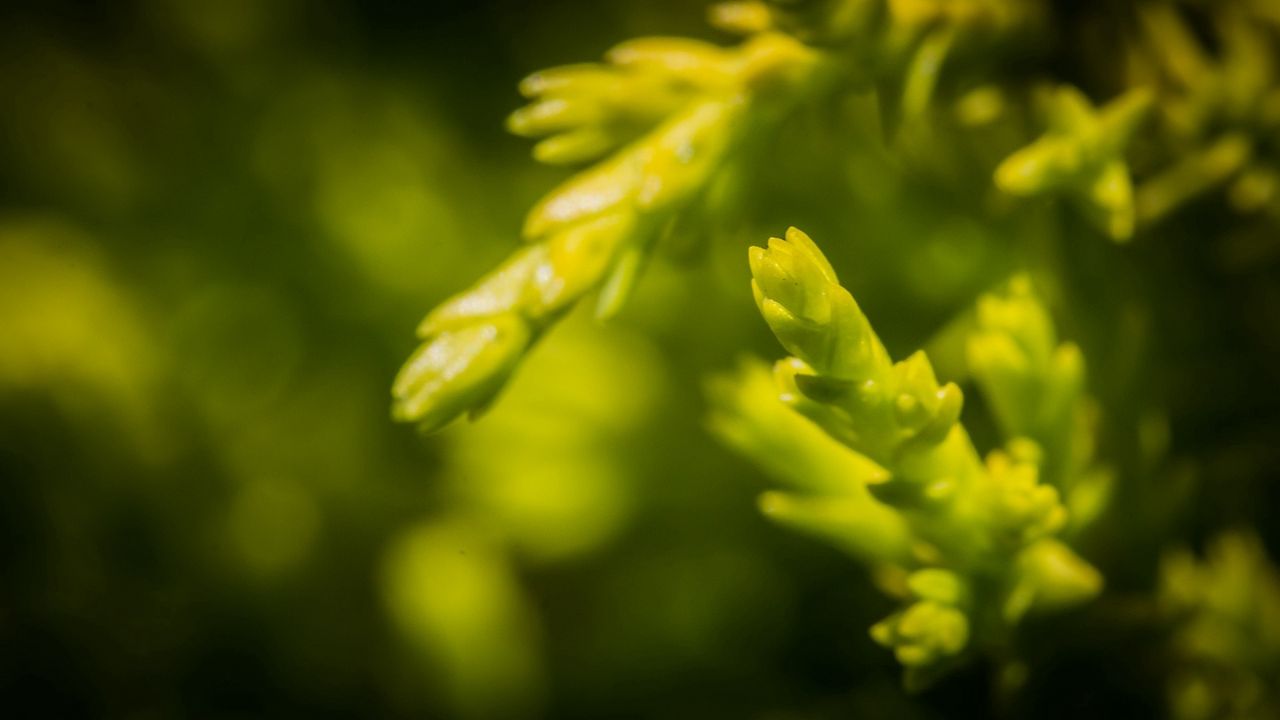 Wallpaper grass, background, blurred, bright