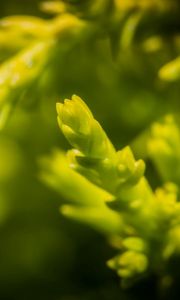 Preview wallpaper grass, background, blurred, bright