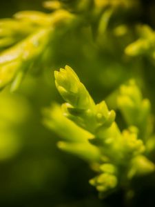 Preview wallpaper grass, background, blurred, bright