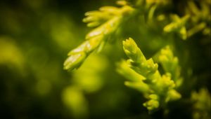 Preview wallpaper grass, background, blurred, bright