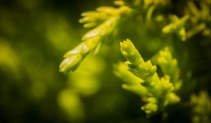 Preview wallpaper grass, background, blurred, bright