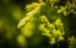 Preview wallpaper grass, background, blurred, bright