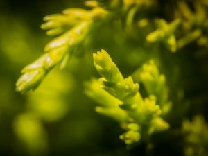 Preview wallpaper grass, background, blurred, bright