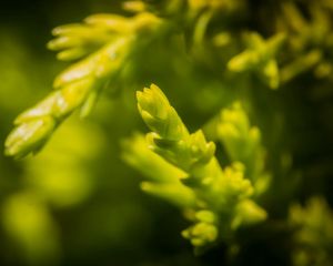 Preview wallpaper grass, background, blurred, bright