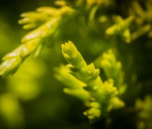 Preview wallpaper grass, background, blurred, bright