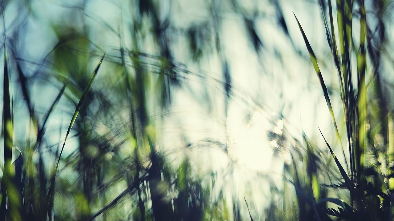 Wallpaper grass, background, blurred, light
