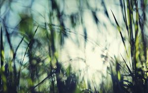 Preview wallpaper grass, background, blurred, light