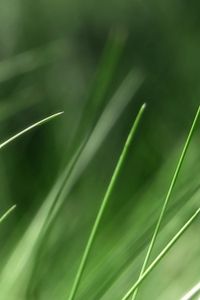 Preview wallpaper grass, background, blurred, bright