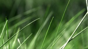 Preview wallpaper grass, background, blurred, bright