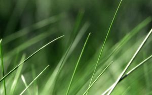 Preview wallpaper grass, background, blurred, bright