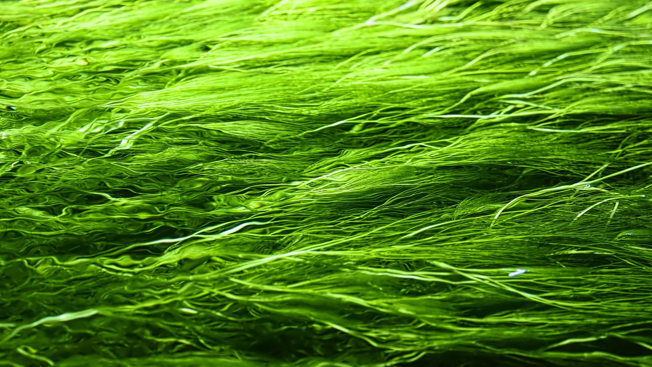 Wallpaper grass, background, green, blur