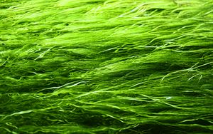 Preview wallpaper grass, background, green, blur