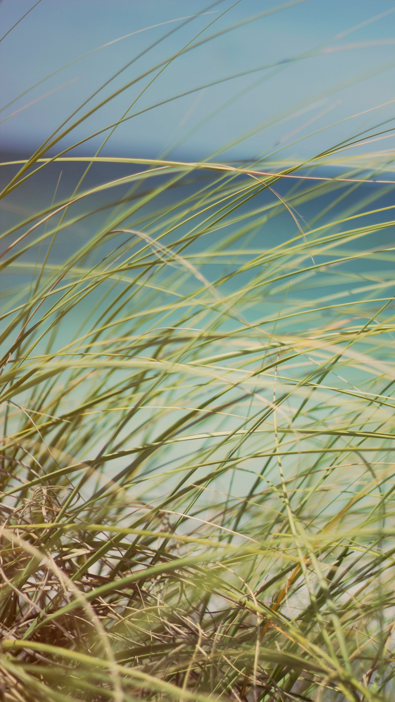 Download wallpaper 1350x2400 grass, beach grass, dune grass iphone 8+/7