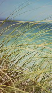 Preview wallpaper grass, beach grass, dune grass