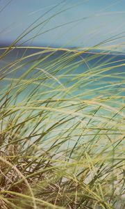 Preview wallpaper grass, beach grass, dune grass