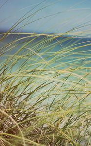 Preview wallpaper grass, beach grass, dune grass