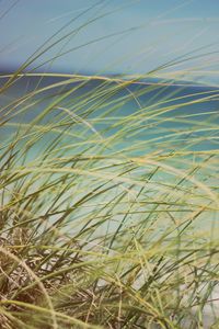 Preview wallpaper grass, beach grass, dune grass