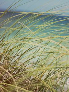 Preview wallpaper grass, beach grass, dune grass