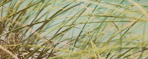 Preview wallpaper grass, beach grass, dune grass