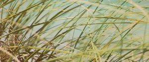 Preview wallpaper grass, beach grass, dune grass