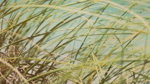 Preview wallpaper grass, beach grass, dune grass