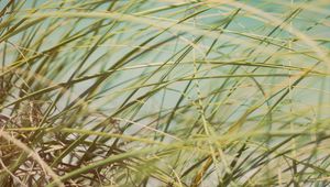 Preview wallpaper grass, beach grass, dune grass