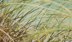 Preview wallpaper grass, beach grass, dune grass