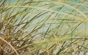 Preview wallpaper grass, beach grass, dune grass