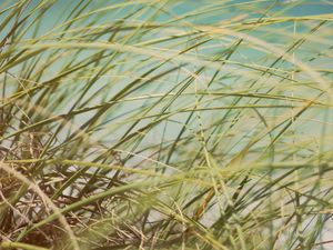 Preview wallpaper grass, beach grass, dune grass