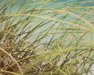 Preview wallpaper grass, beach grass, dune grass