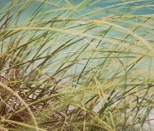 Preview wallpaper grass, beach grass, dune grass