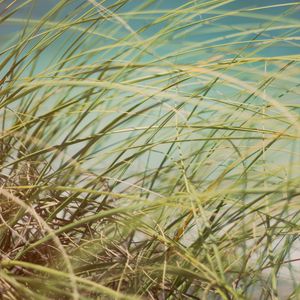 Preview wallpaper grass, beach grass, dune grass