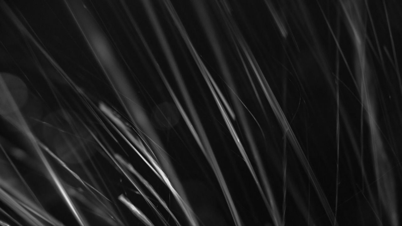 Wallpaper grass, black and white, macro, dark