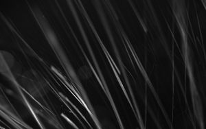 Preview wallpaper grass, black and white, macro, dark