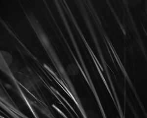 Preview wallpaper grass, black and white, macro, dark