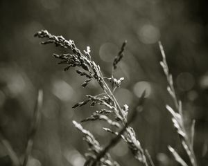 Preview wallpaper grass, black white, golf, wind